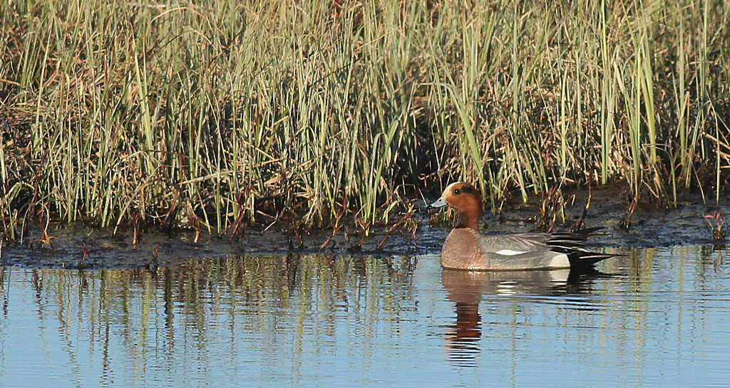 Canard_siffleur_Komagvaer_06_2017.jpg