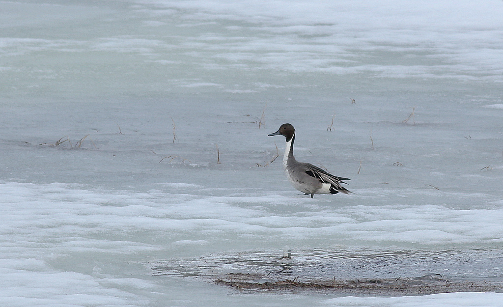 Canard_pilet_Gedjne_06_2017.jpg