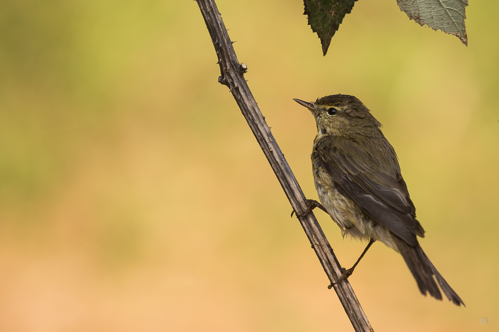 Pouillot véloce (Phylloscopus collybita) (1).jpg