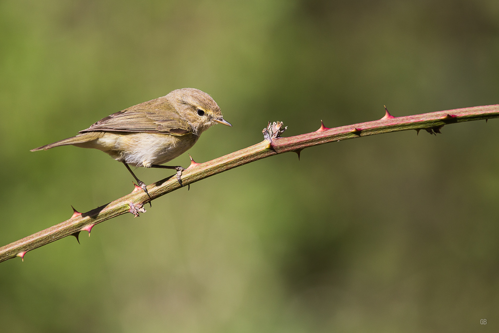 Pouillot véloce (Phylloscopus collybita) (3).jpg