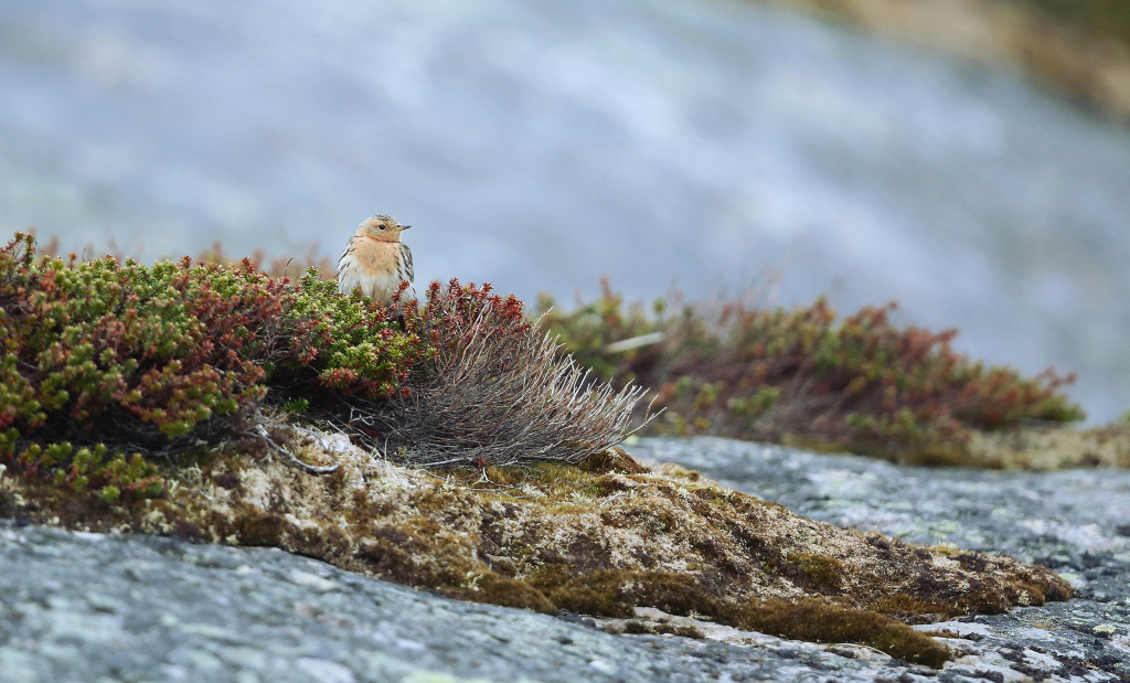 Pipit à gorge rousse 2017-06 EkkeroyIN.jpg