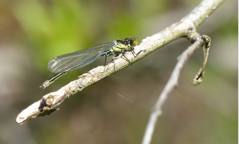 A IDENTIFIER - Les Etangs marron - 900m - Brenod (Ain) - 10.05.2017  - 11h25.JPG