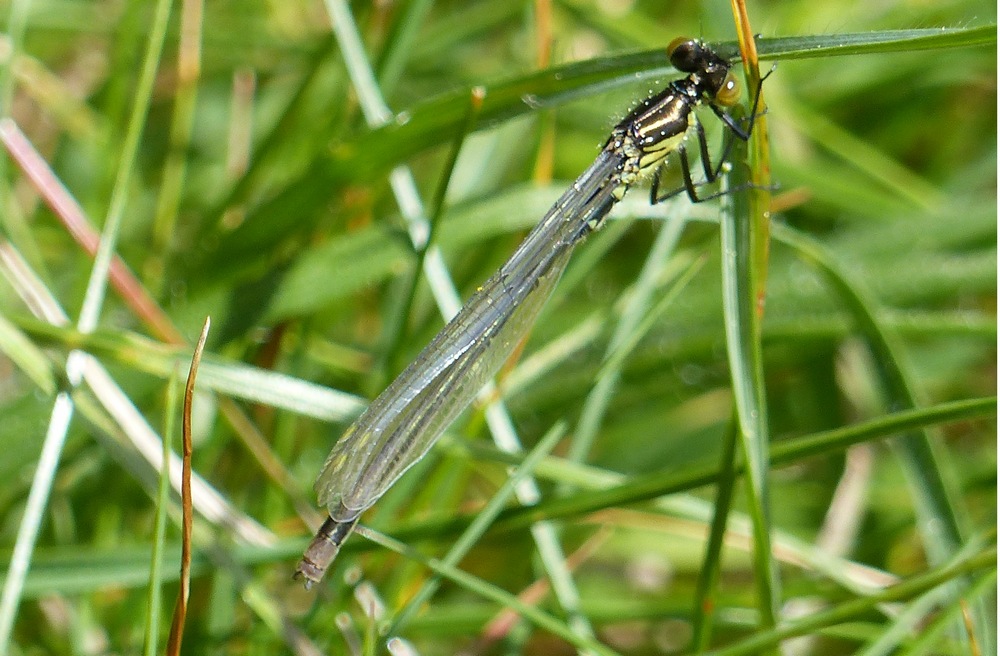 A IDENTIFIER - Les Etangs marron - Brenod - 10.05.2017  - 13h20.JPG