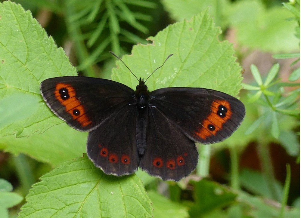 Erebia medusa, aethiops, ligea) - A IDENTIFIER - Lacoux - (Ain) 900m - 28.07.2017 - 12h20.JPG