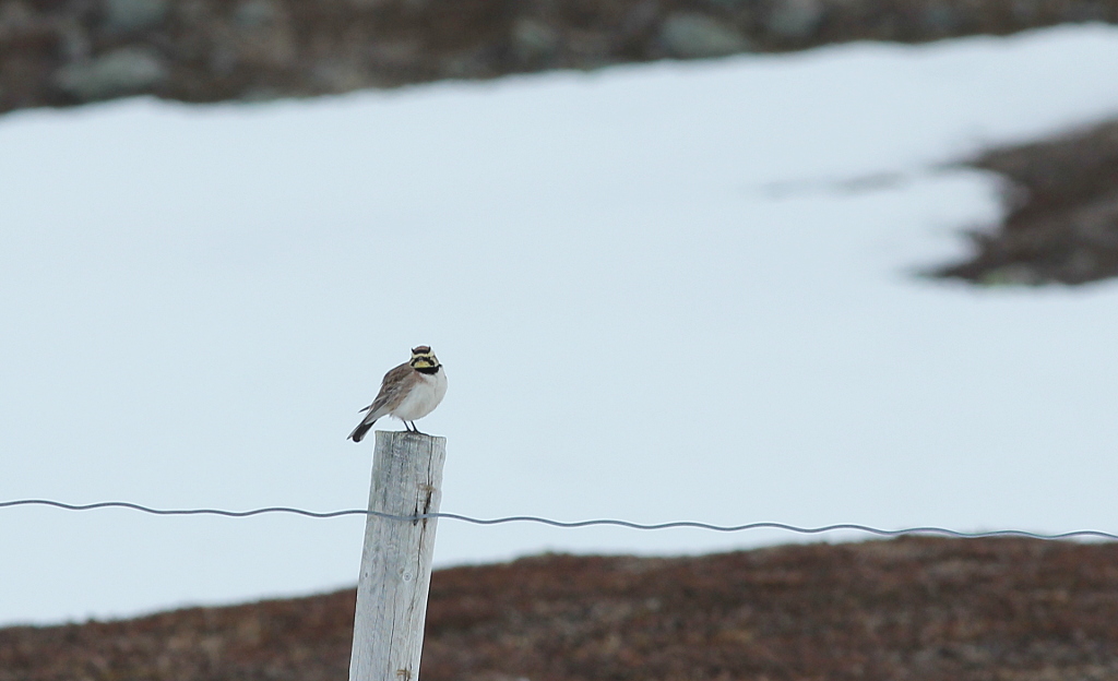 Alouette_Haussecol_Varanger_06_2017.JPG