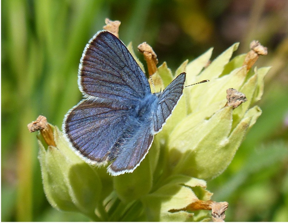 Polyommatus icarus (mâle) - Chaley (Ain) - 450m - 21.05.2017.JPG