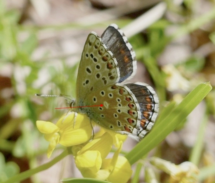 Polyommatus icarus (femelle) - Chaley (Ain) - 450m - 21.05.2017.JPG