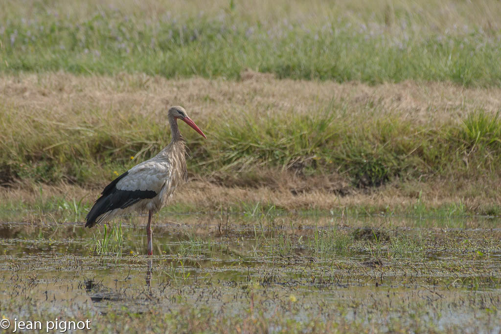 cigogne aquitaine.jpg