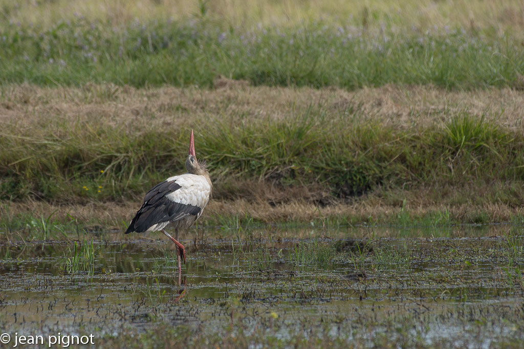 cigogne aquitaine-2.jpg