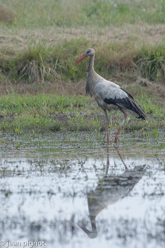 cigogne aquitaine-3.jpg