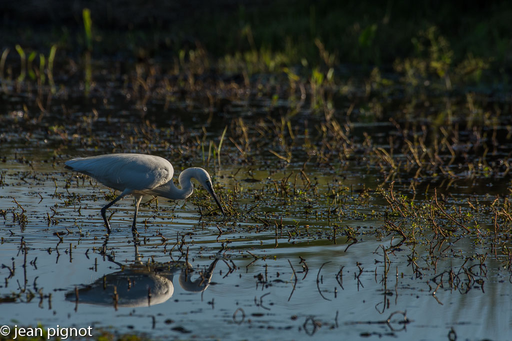 aigrette garsette  aquitaine.jpg