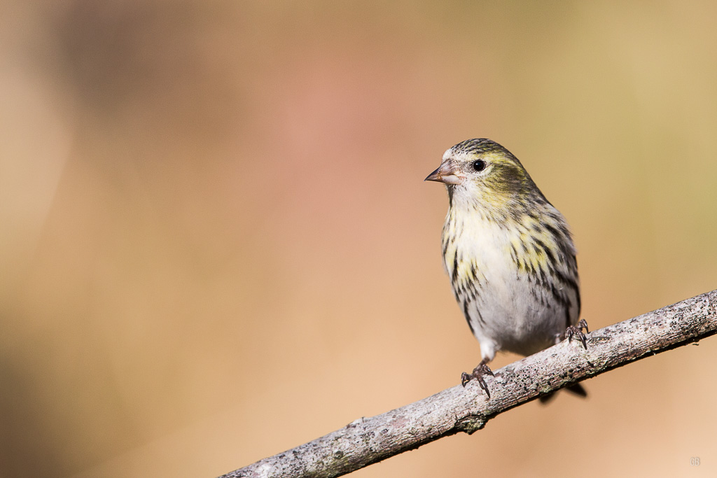 Tarin des Aulnes (Carduelis spinus)-1.jpg