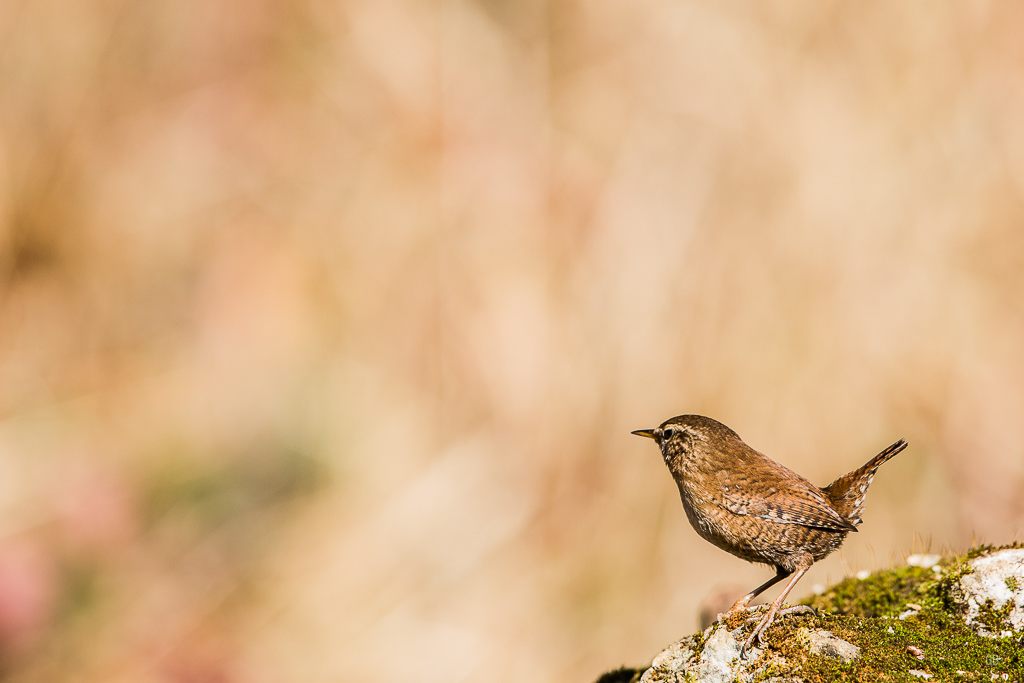 Troglodyte Mignon (Troglodytes troglodytes)-1.jpg