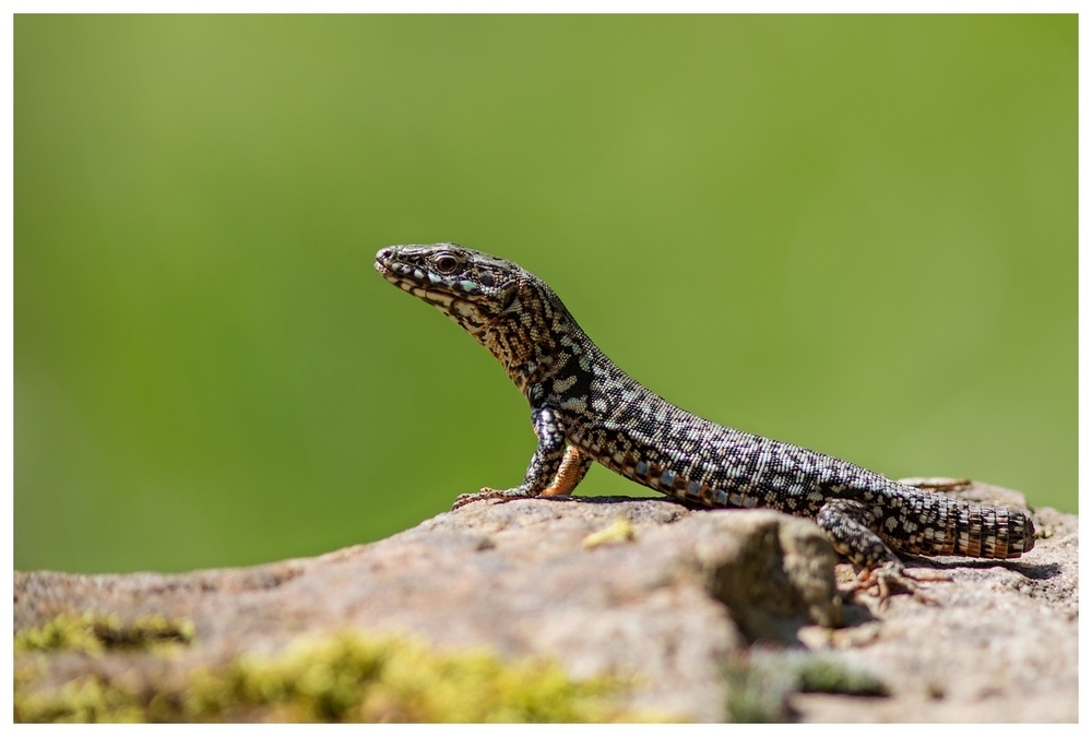 un tiot lézard.jpg