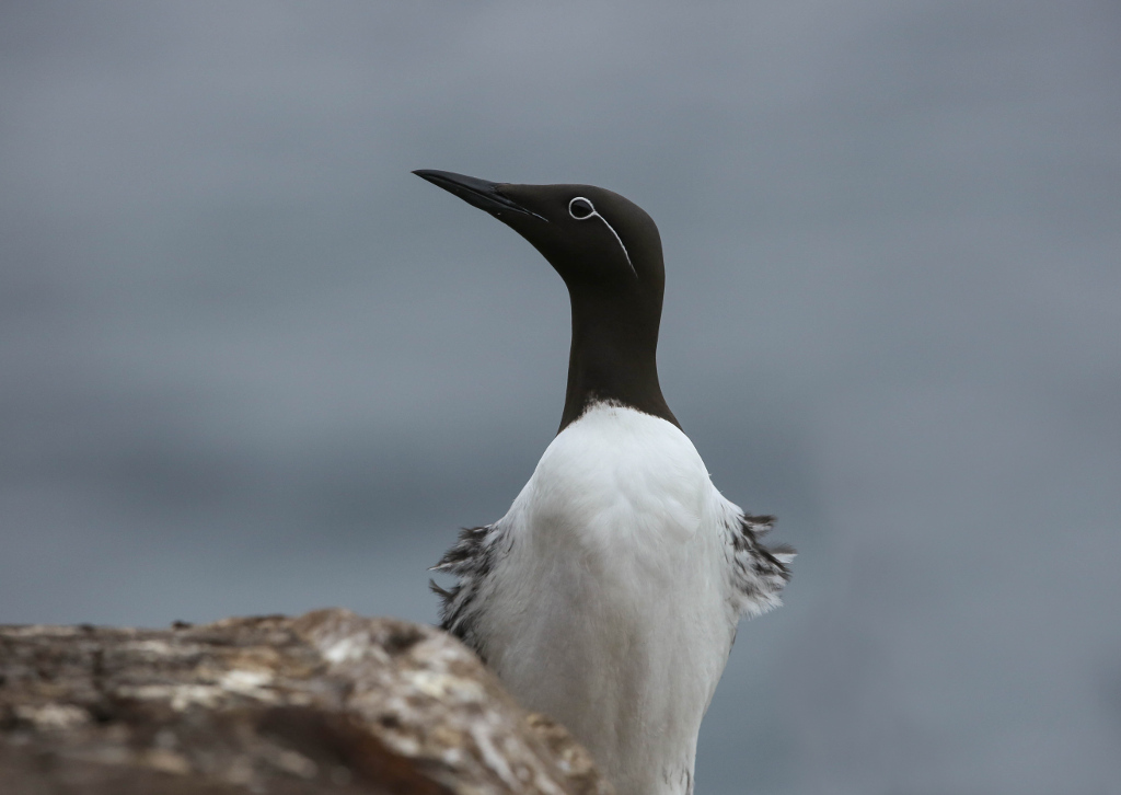 Guillemot de Troil 2017-06 VardoIN.jpg