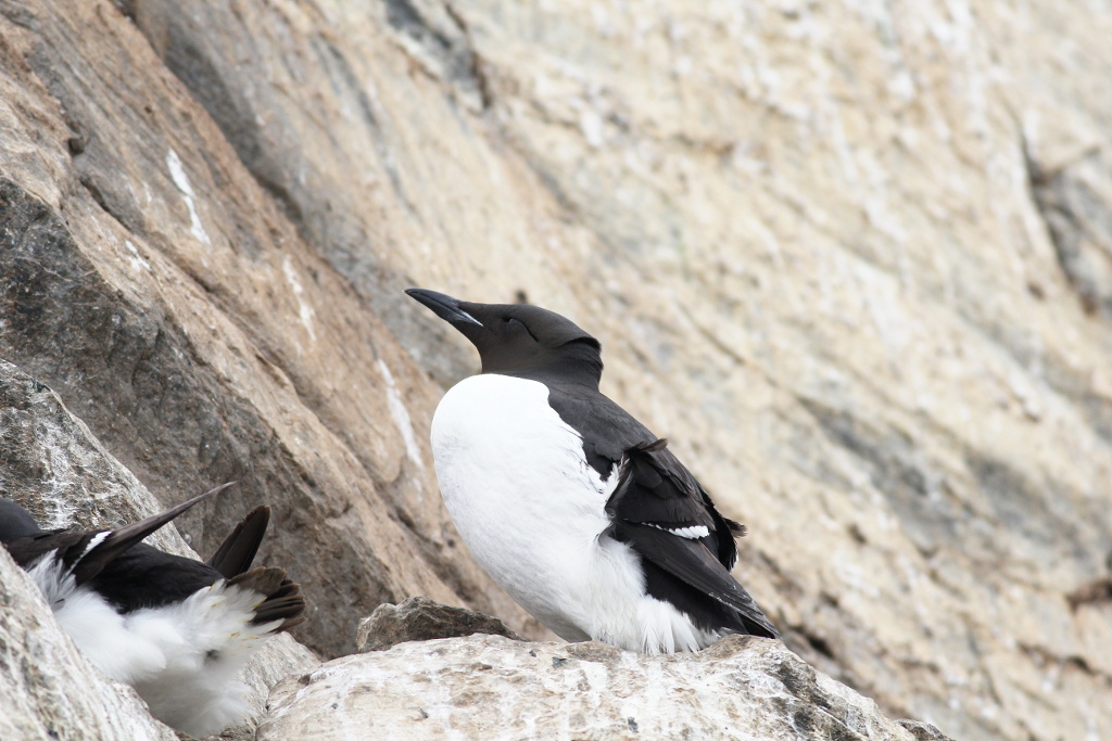 Guillemot de brünnich_Hornoya_06_2017.jpg