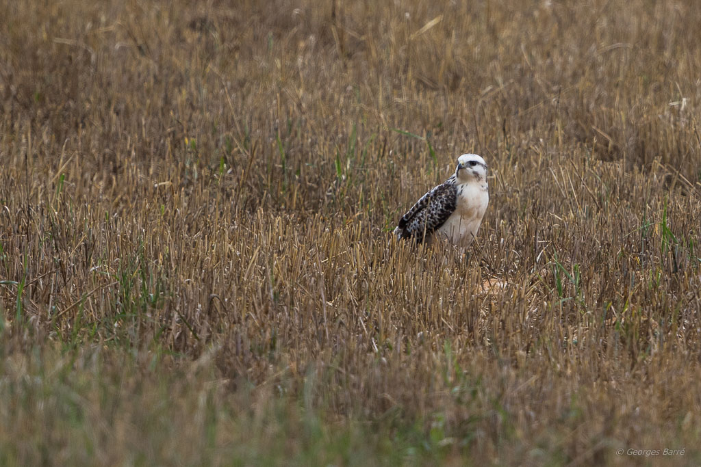 Buse variable juvénile (Buteo buteo)-7.jpg