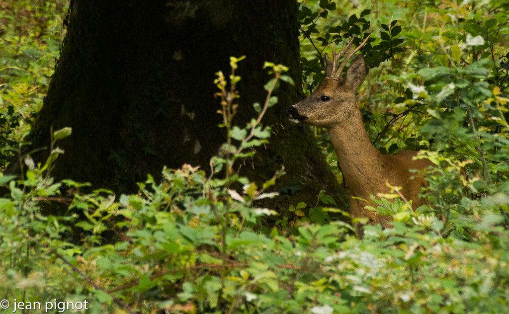 brocard en rut-3.jpg