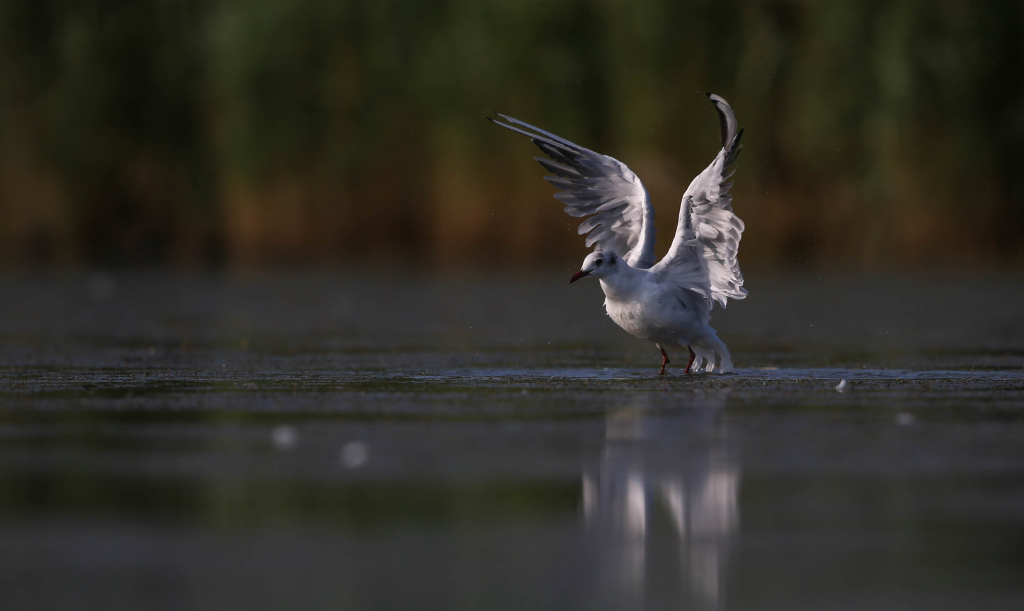 Mouette rieuse 2017-08 VigueiratIN.jpg