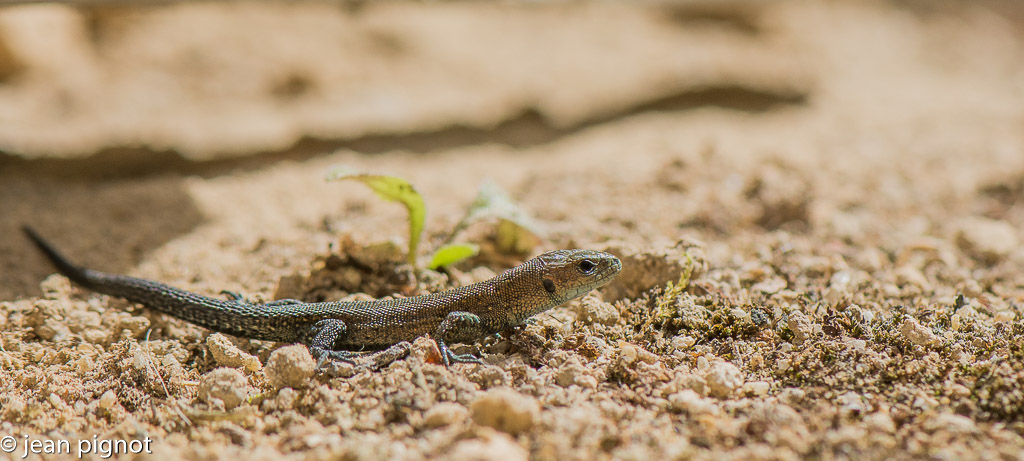 bébé lezard.jpg