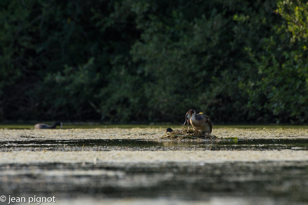 grebe huppé sur son nid.jpg