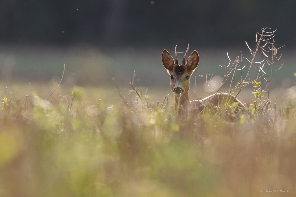 Chevreuil d'Europe (Capreolus capreolus)-140.jpg