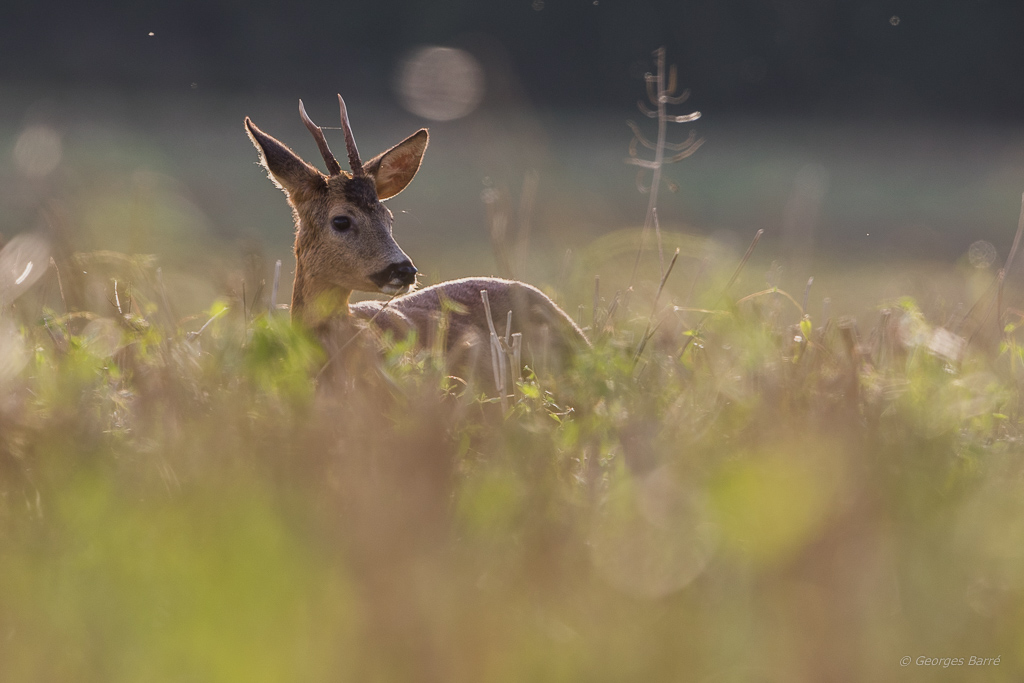 Chevreuil d'Europe (Capreolus capreolus)-153.jpg