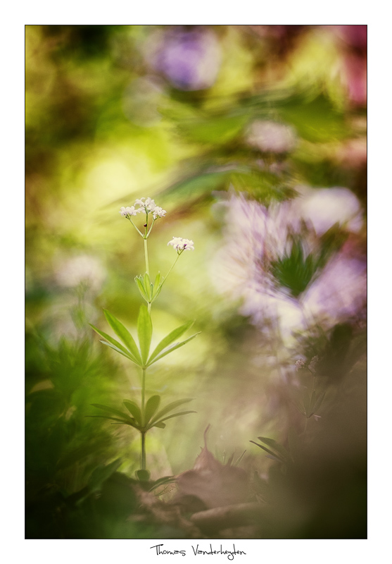 2017Galium odoratum#4bI&N.jpg