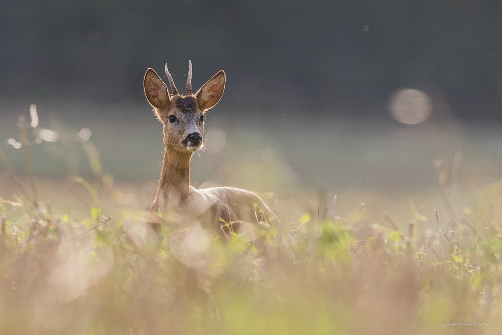 Chevreuil d'Europe (Capreolus capreolus)-158.jpg