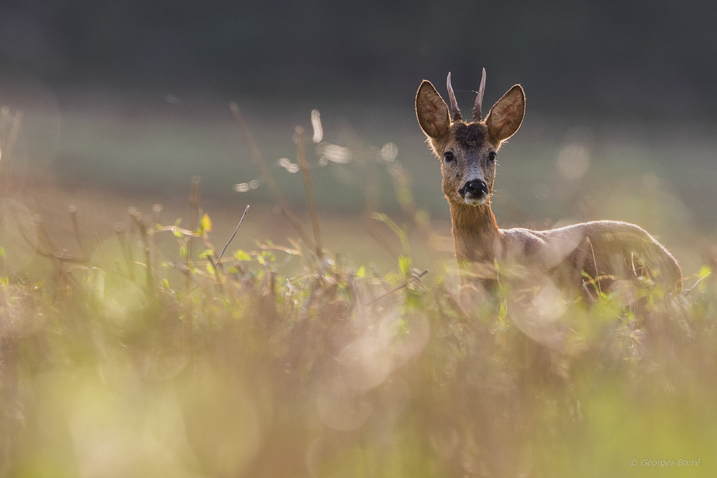 Chevreuil d'Europe (Capreolus capreolus)-188.jpg