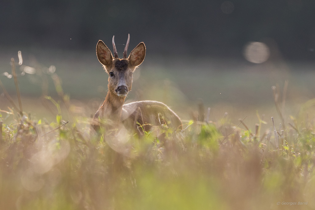 Chevreuil d'Europe (Capreolus capreolus)-196.jpg