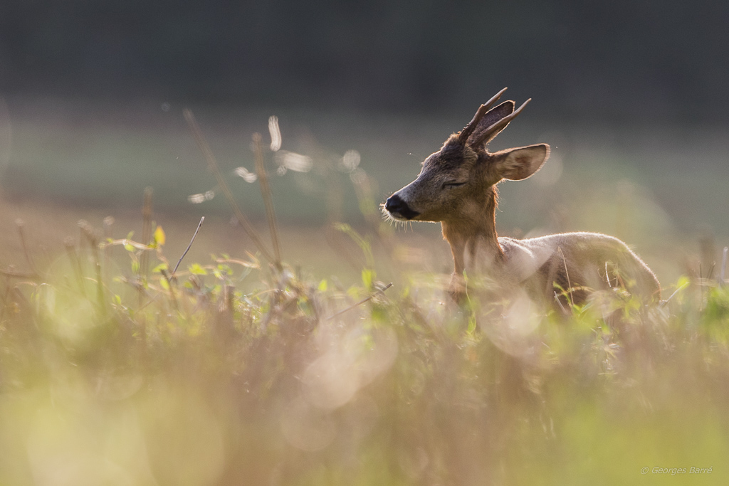 Chevreuil d'Europe (Capreolus capreolus)-200.jpg