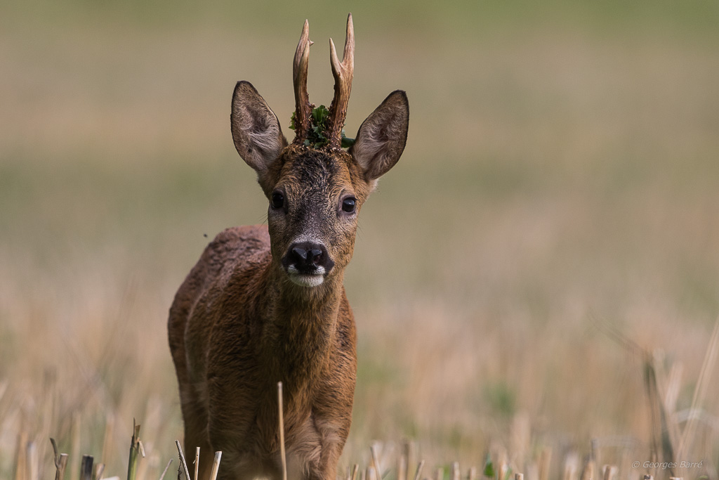 Chevreuil d'Europe (Capreolus capreolus)-136.jpg