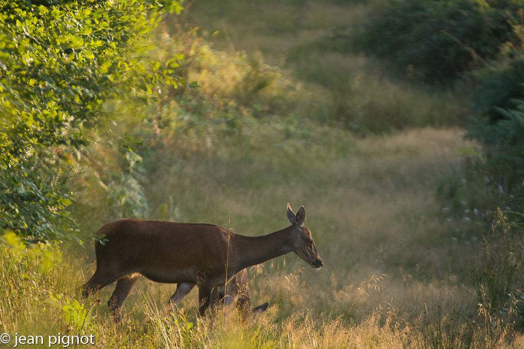 biche mirador2017.jpg