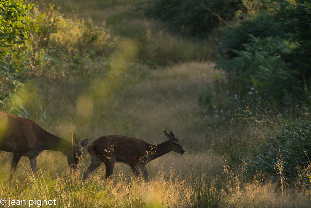 biche et faon mirador2017.jpg