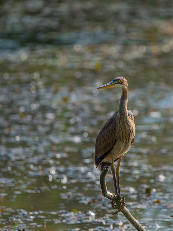 Heron pourpré_167.jpg