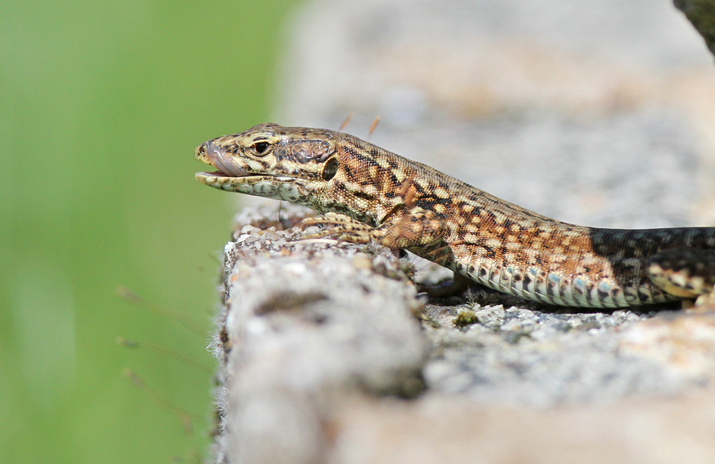 lezard 1murail 7 env.jpg