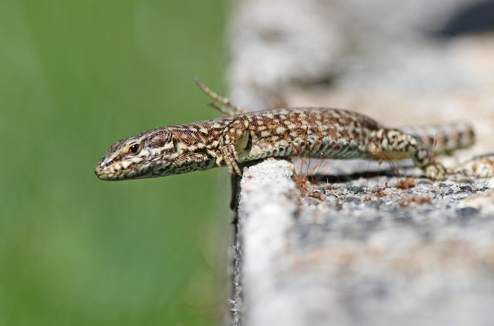 lezard 2 murail 3 env.jpg