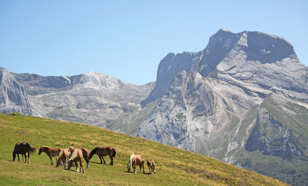 1 prairie chevaux env.jpg