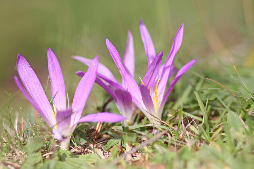 8 fleurs 1crocus des pyrénés env.jpg