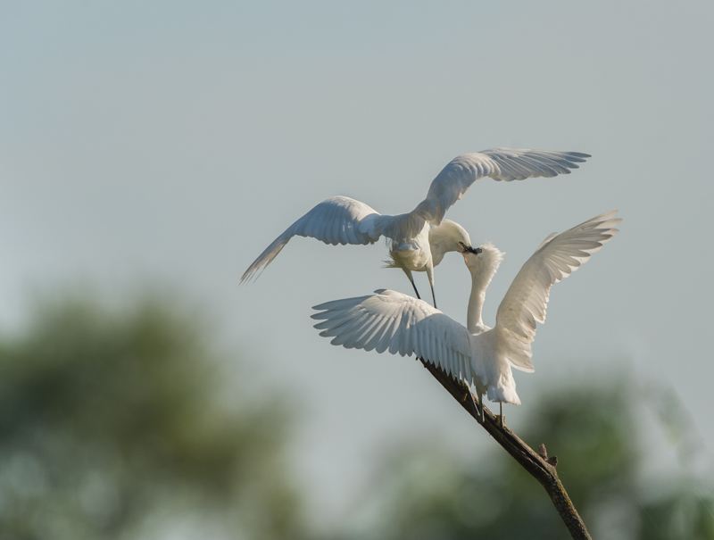 Aigrette garzet_18.jpg