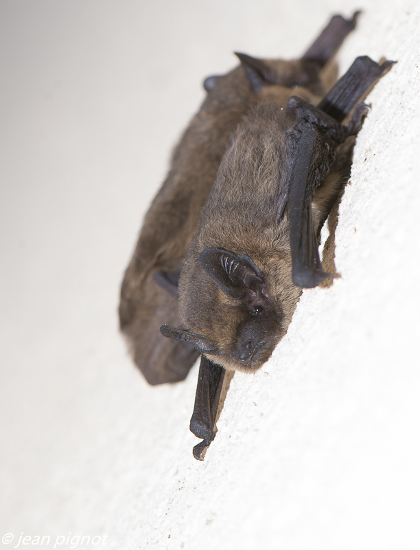 pipistrelle 2017.jpg