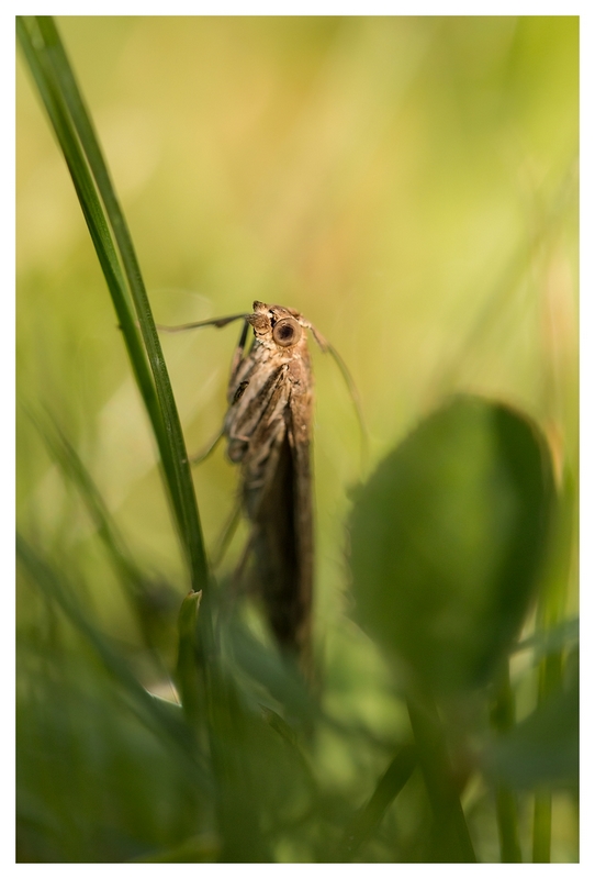 Crambus des jardins.jpg