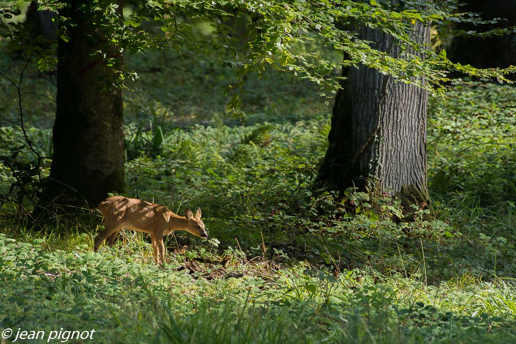 faon de chevreuil aout 2017.jpg