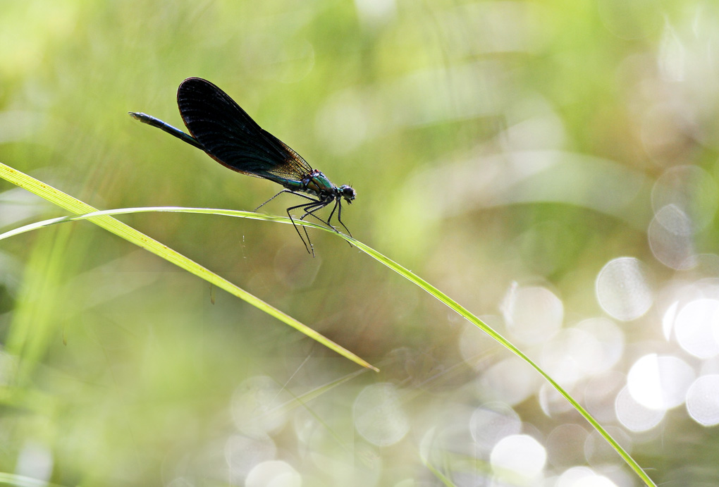 20 calopteryx vierge male 2 env.jpg