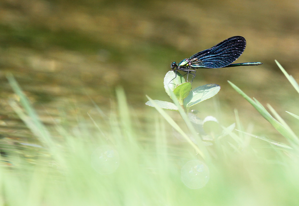 21 calopteryx vierge male 2 herbe env.jpg