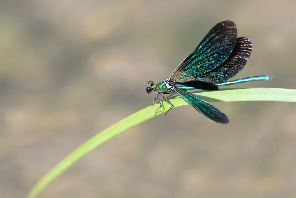 22 calopteryx vierge male env.jpg