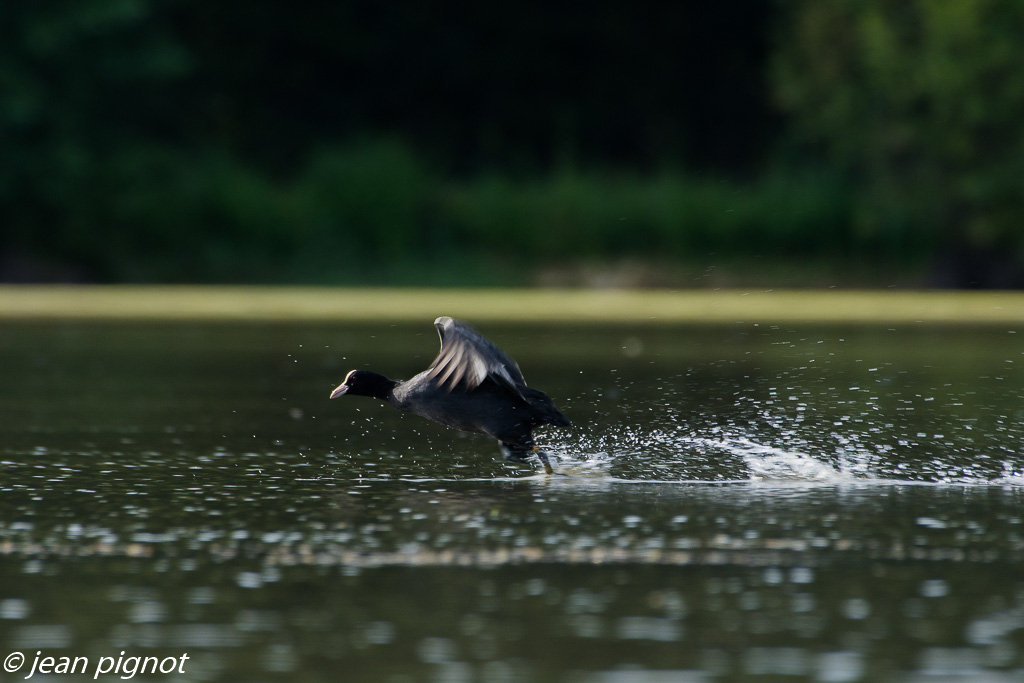 foulque aout 2017-6.jpg