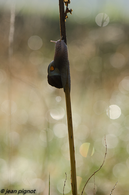 escargot 2017.jpg