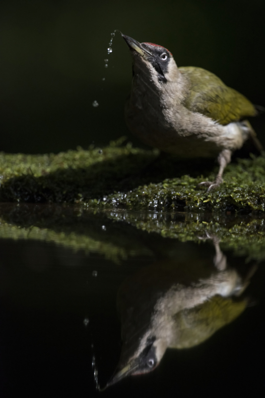 Groene specht_2017-05-14_30_01.JPG